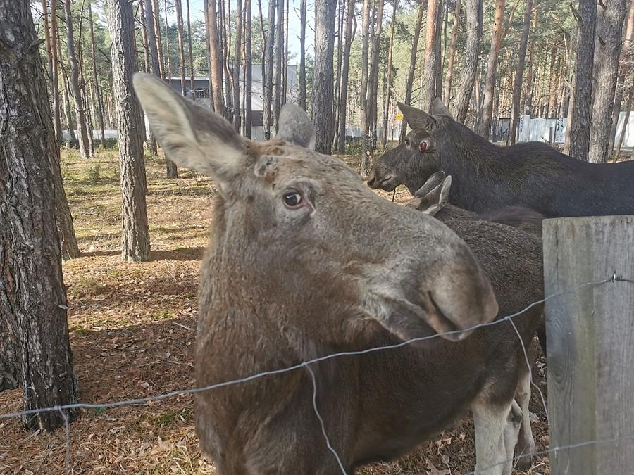 Pogłaszcz mnie, proszę!