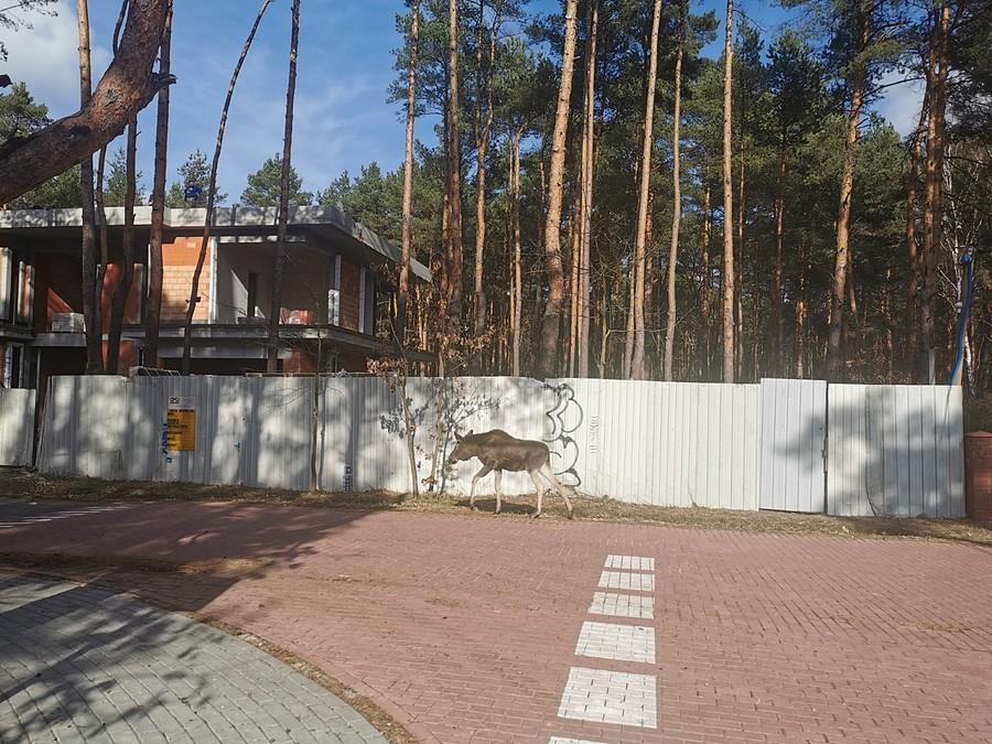 Rozkminka, gdzie idziemy, tu?