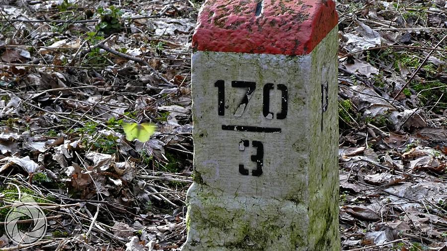 cytrynki atakują na granicy