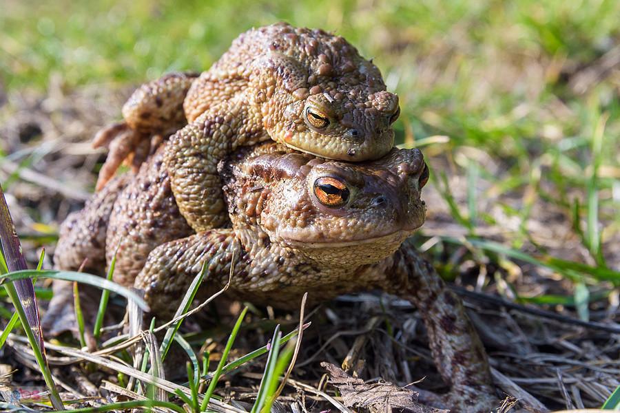 Ropucha szara (Bufo Bufo) w Kusiętach