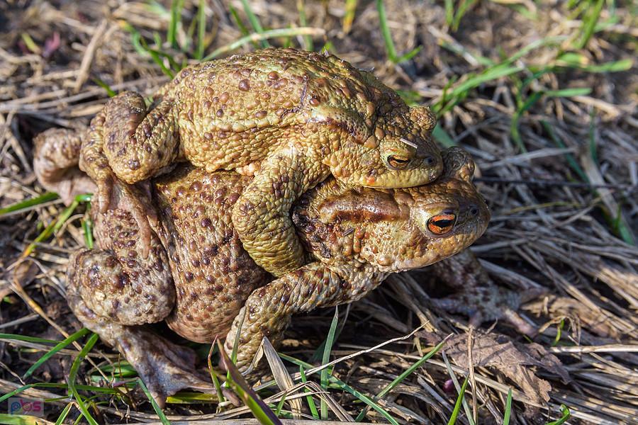 Ropucha szara (Bufo Bufo) w Kusiętach