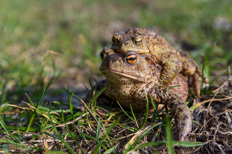 Ropucha szara (Bufo Bufo) w Kusiętach