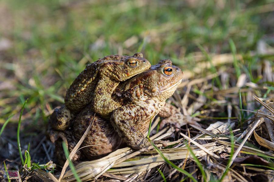 Ropucha szara (Bufo Bufo) w Kusiętach