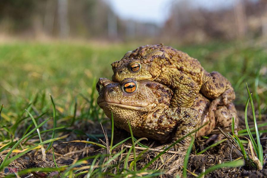 Ropucha szara (Bufo Bufo) w Kusiętach