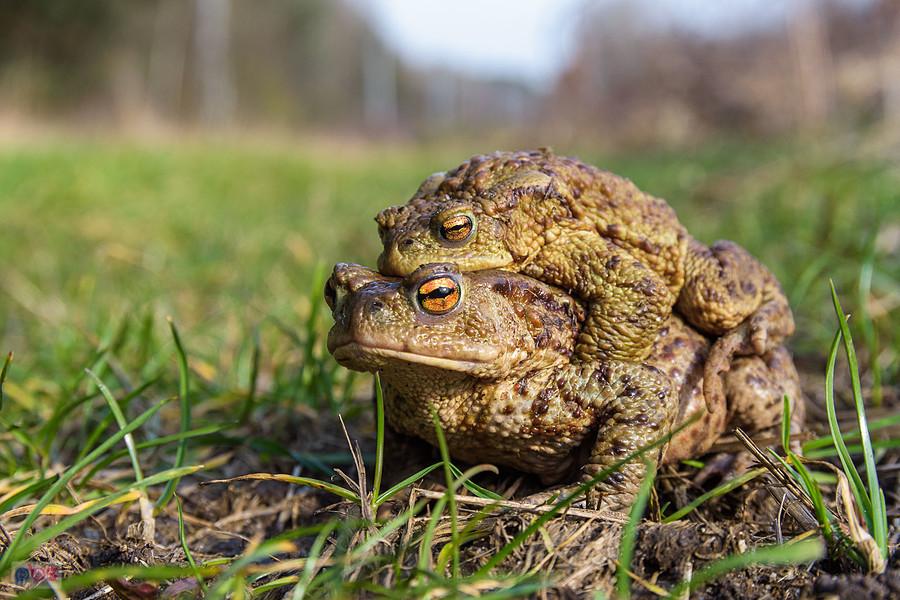 Ropucha szara (Bufo Bufo) w Kusiętach