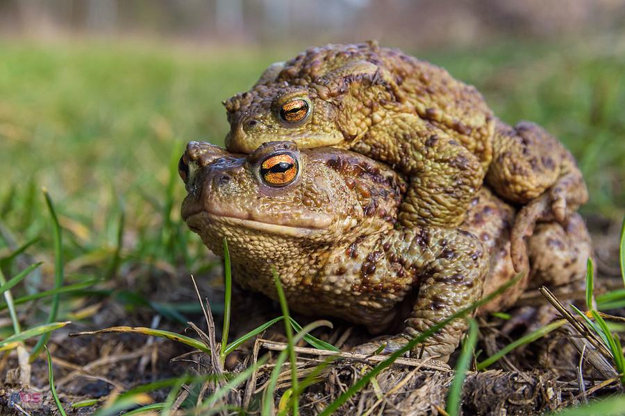 Ropucha szara (Bufo Bufo) w Kusiętach