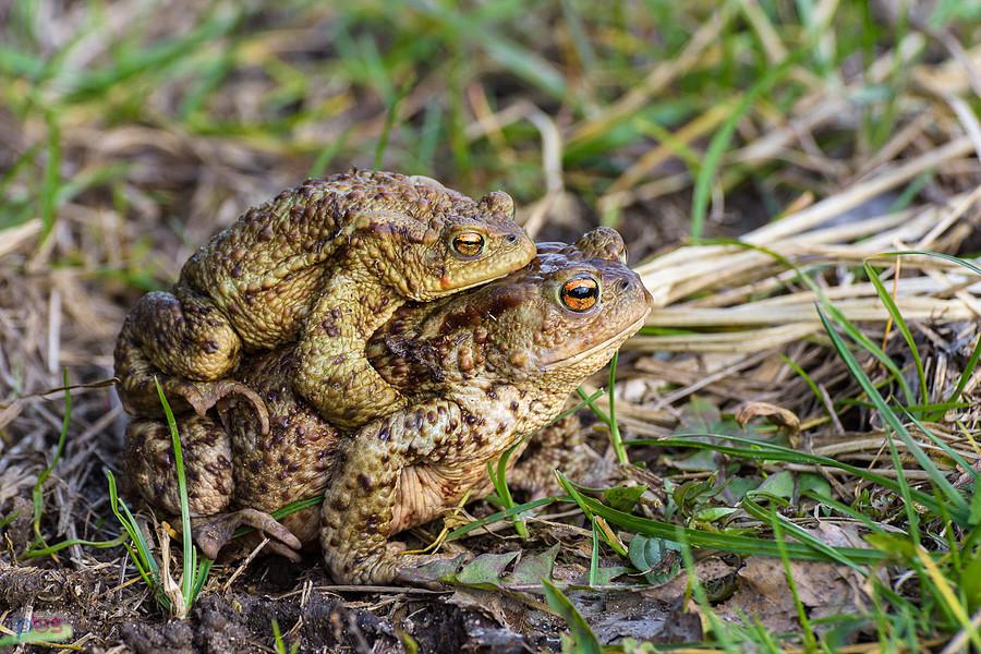 Ropucha szara (Bufo Bufo) w Kusiętach