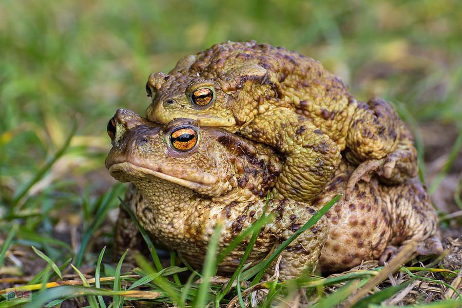 Ropucha szara (Bufo Bufo) w Kusiętach