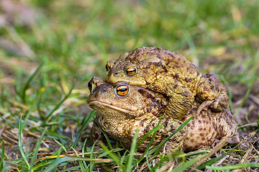 Ropucha szara (Bufo Bufo) w Kusiętach