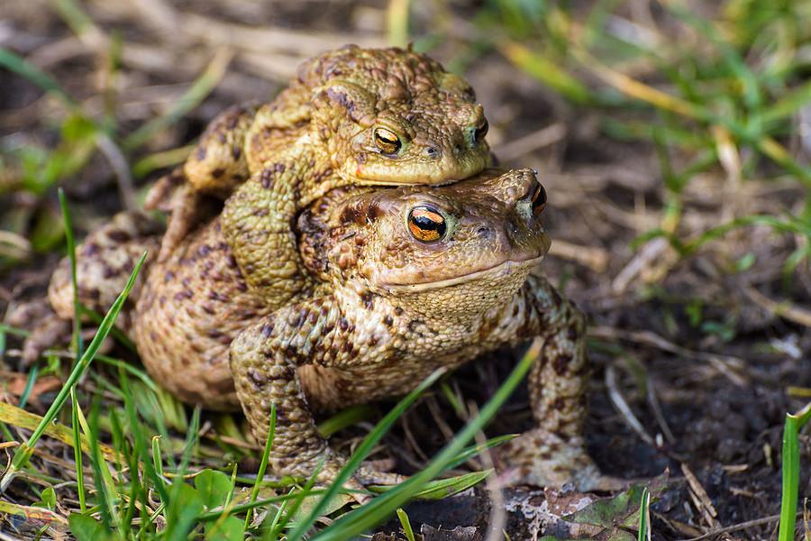 Ropucha szara (Bufo Bufo) w Kusiętach