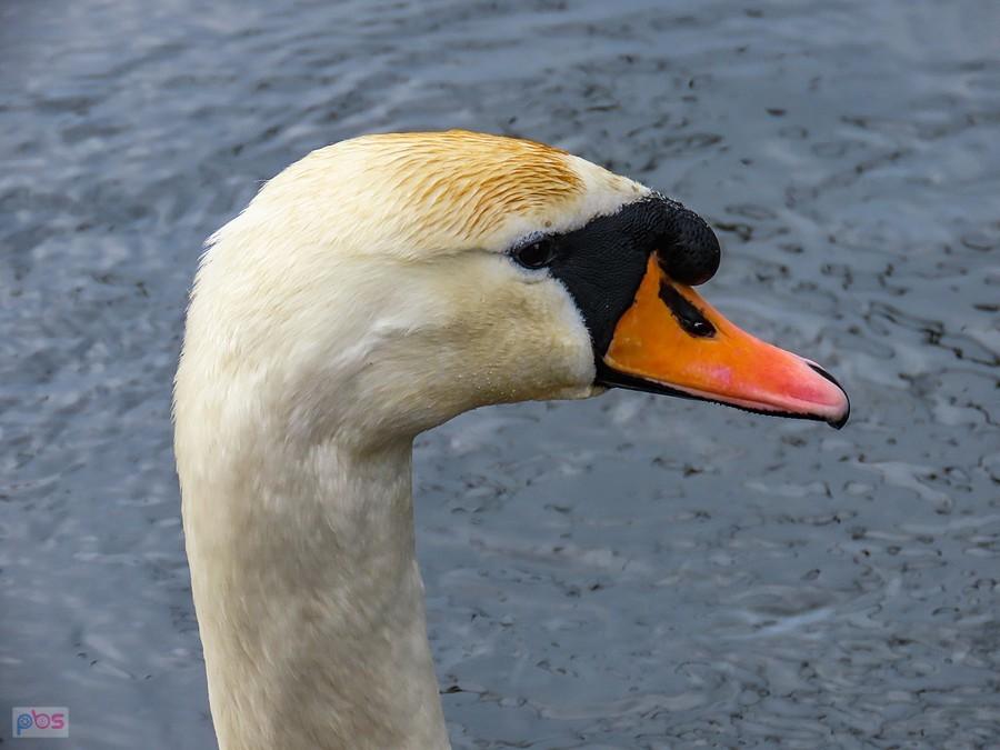 Samiec lustruje teren