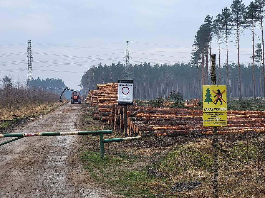 Ścinka do odwołania - mordercy lasów chcą się nachapać na zapas?