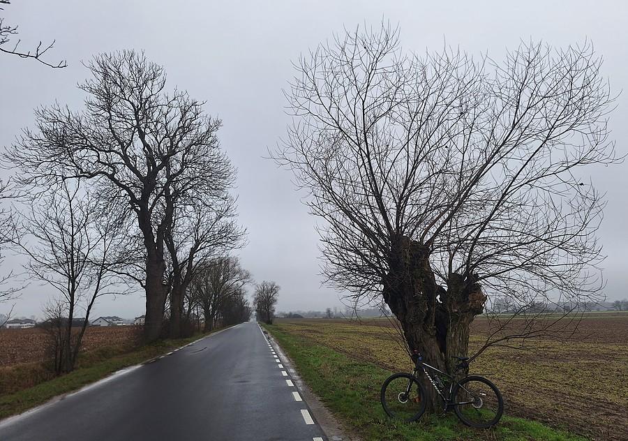 Szaro i podwierzbowo