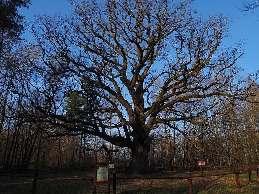 Przedwiosenny Piast