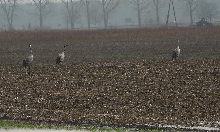Żurawie w Chełmsku