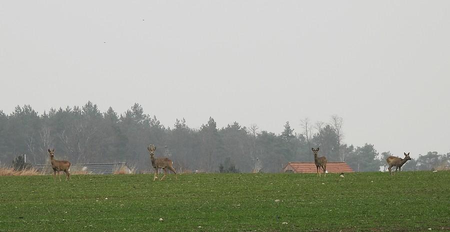 Stadko saren z poznańskiego Sypniewa