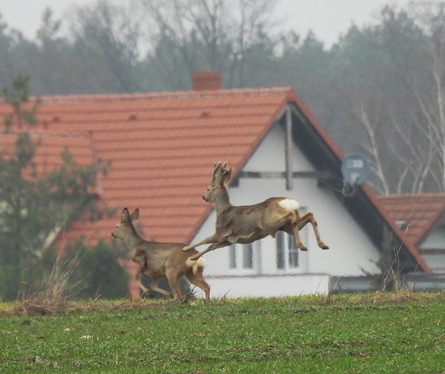 Sarenki udają zające :)