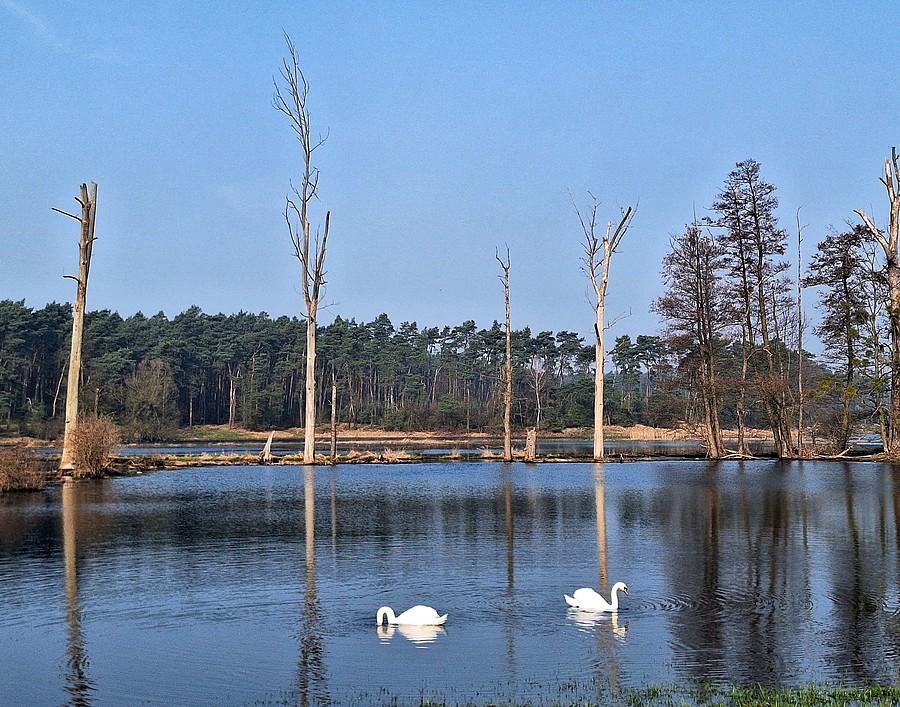 Łabędzie na zalanym polu