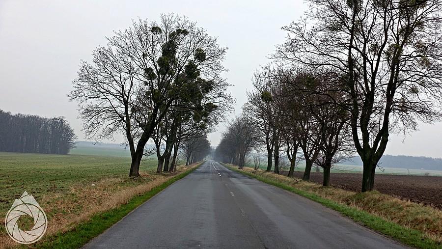 spore proste na Sarby