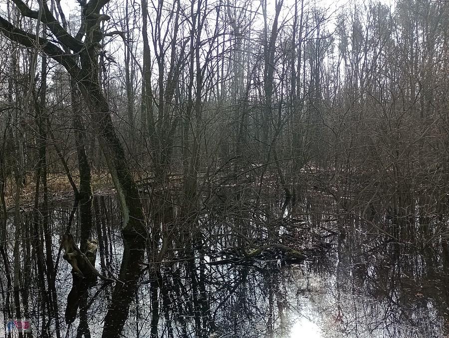 Łosiowe błota