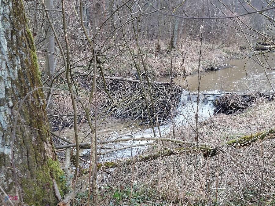 Jeszcze jedna żeremia opuszczona przez bobry i zniszczona przez wodę