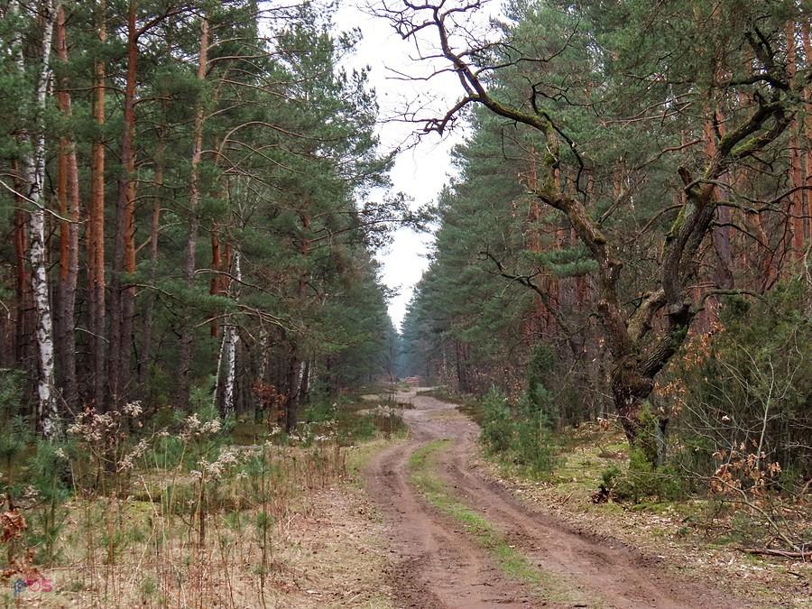 Dukt z Soplicowa do Dąbrówki