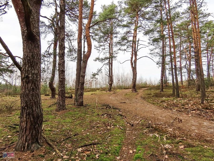 Stare sosny porastają wydmy
