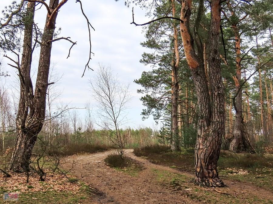 Wiele starych sosen jest dwupiennych