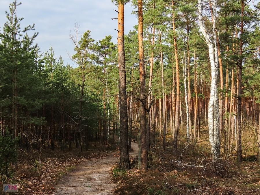 Skrót do Dąbrówki