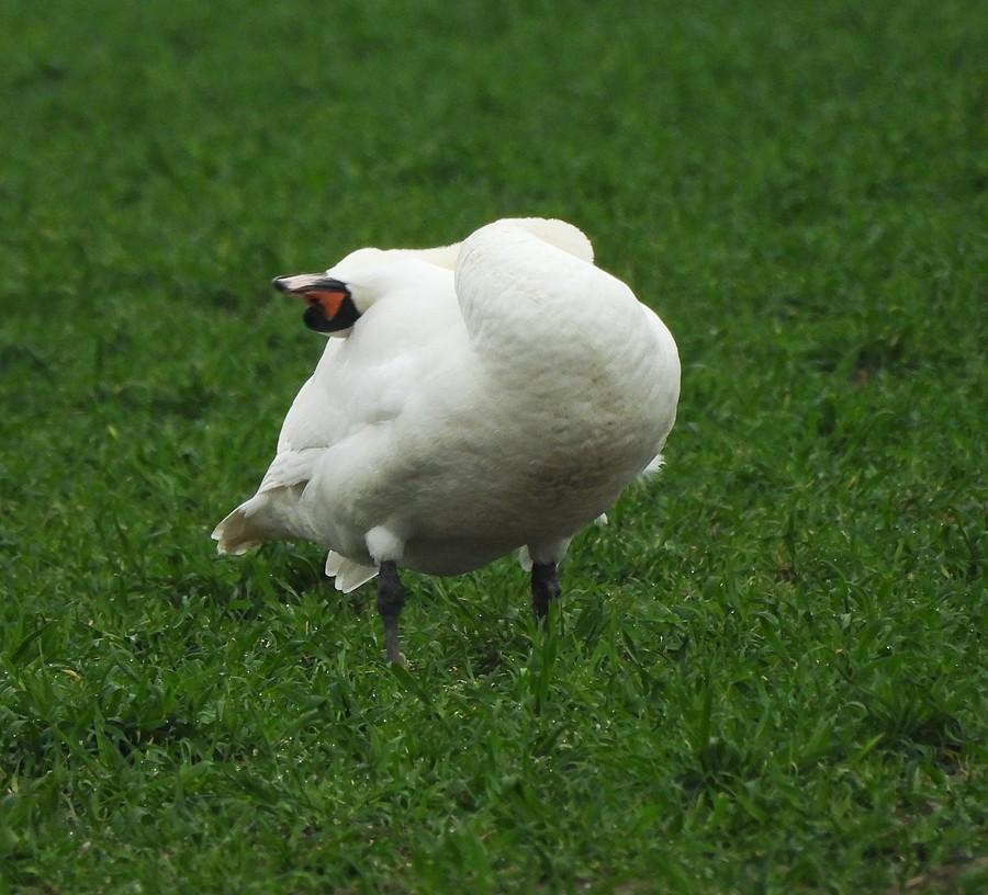 Łabędź wygina śmiało ciało
