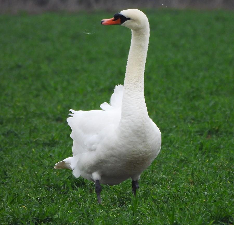 Kichający łabędź