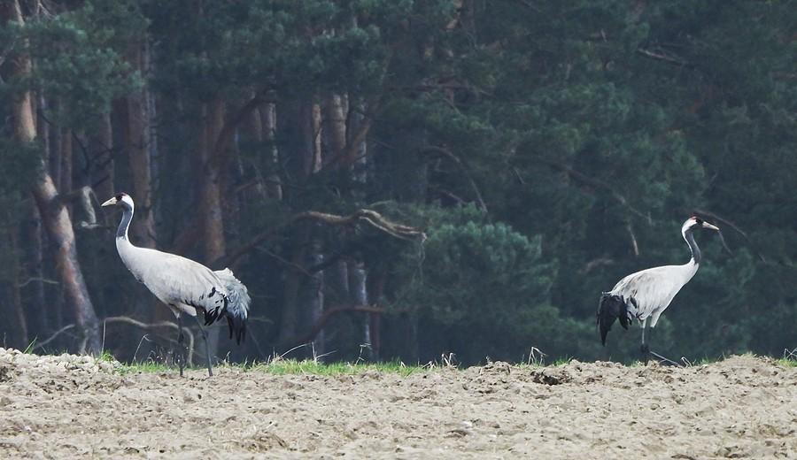 Każdy w swoją stronę