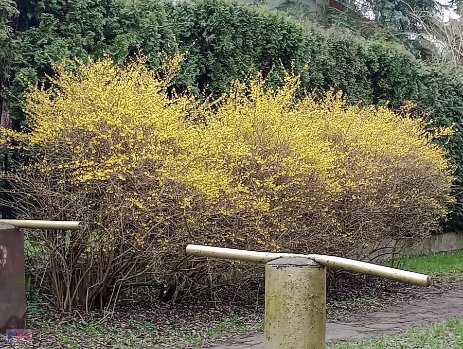 Zakwitły pierwsze forsycje