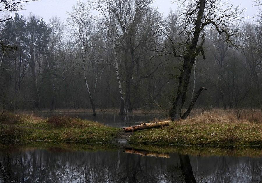 Łąka pod wodą