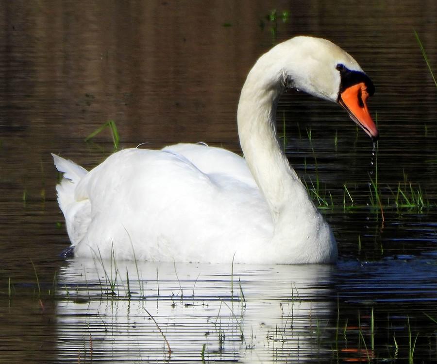 Samotny łabędź