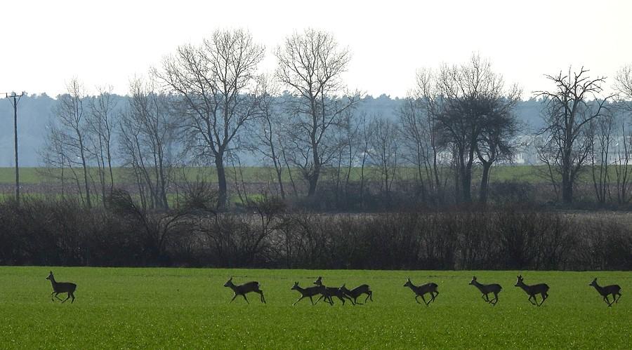 Pędzące sarenki