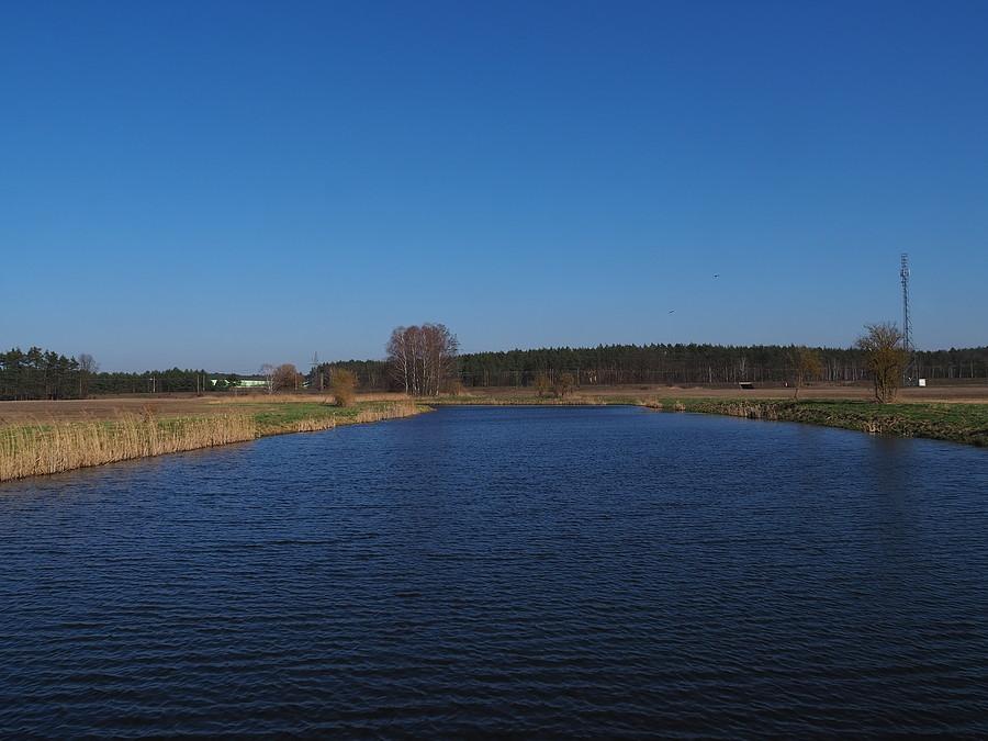 Staw w Rzepinku