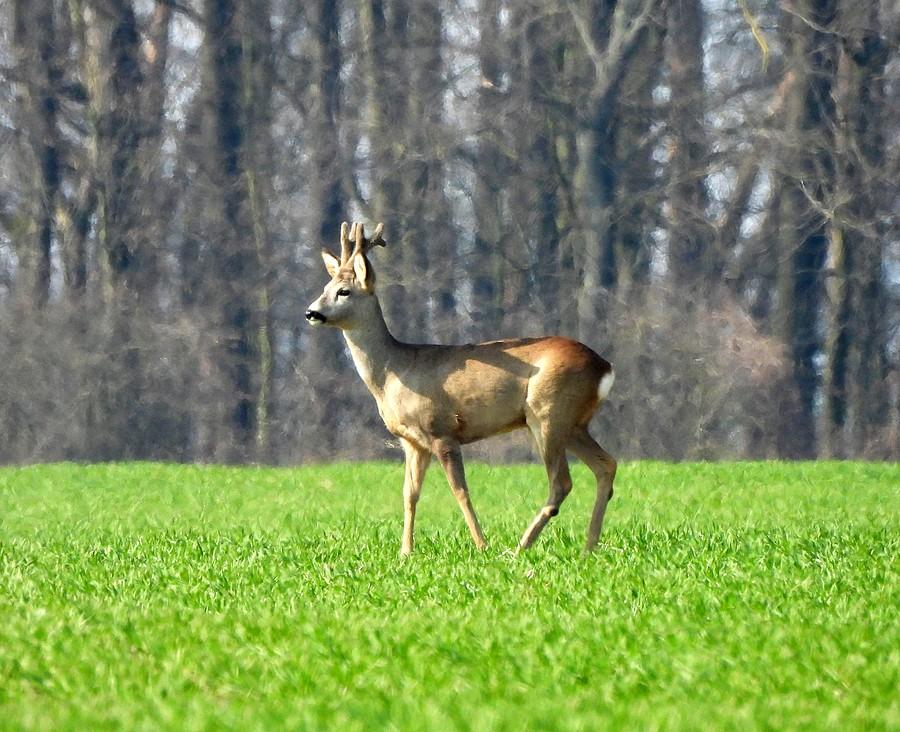 Zamyślony koziołek