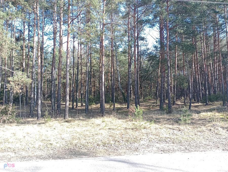 Puszcza Kampinoska