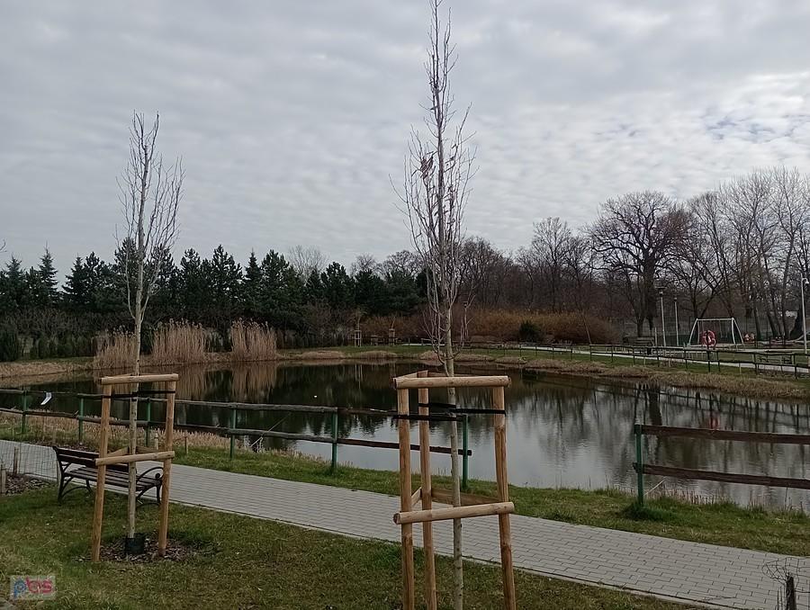 Staw w Borzęcinie