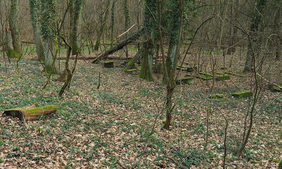 Czas i natura zacierają przeszłość