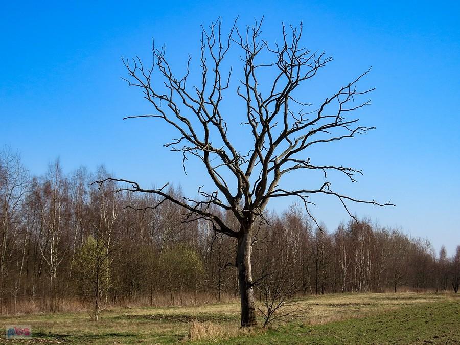 Uschnięty dąb