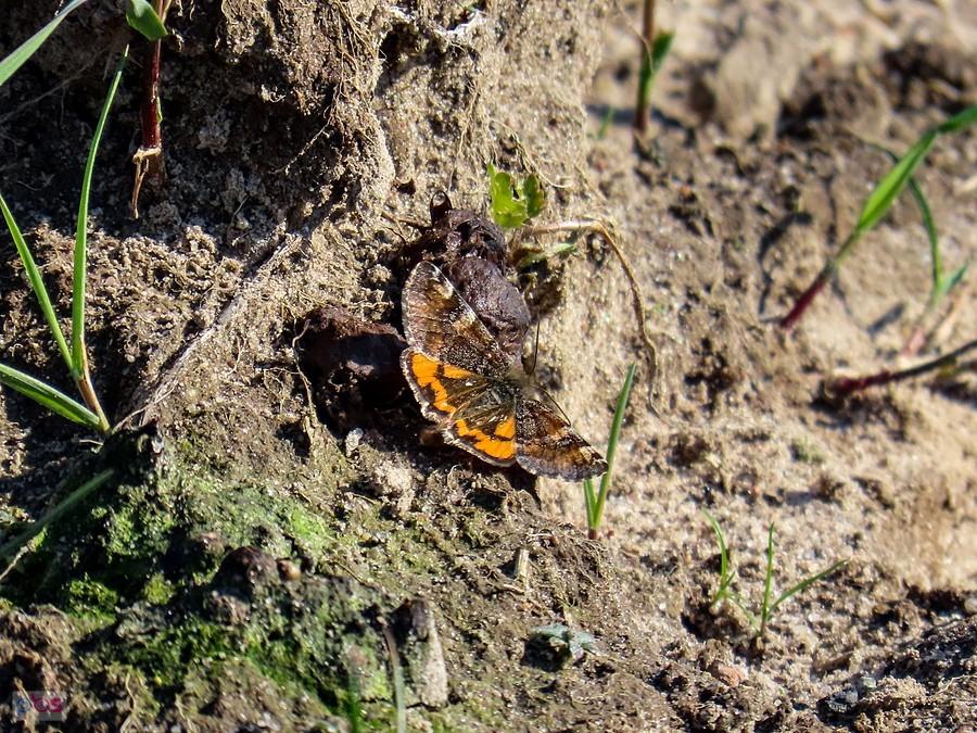 Bęsica kwietniówka zwiastun wiosny
