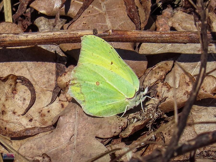 Cytrynek wreszcie usiadł