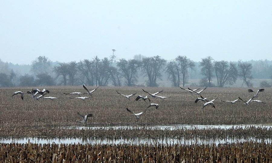 Żurawie odlatują z pola