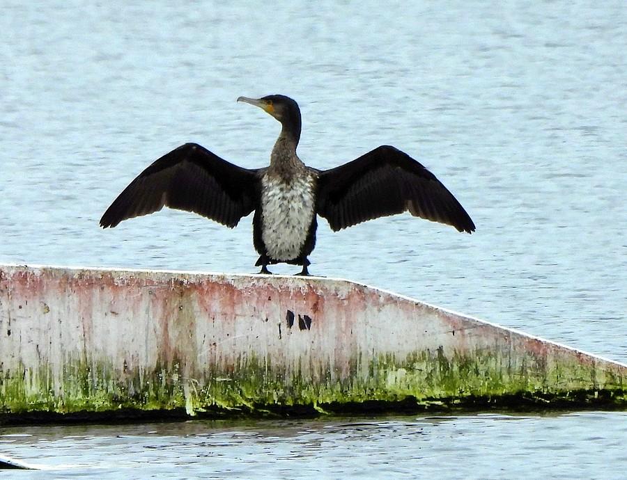 Kormoran suszący pióra
