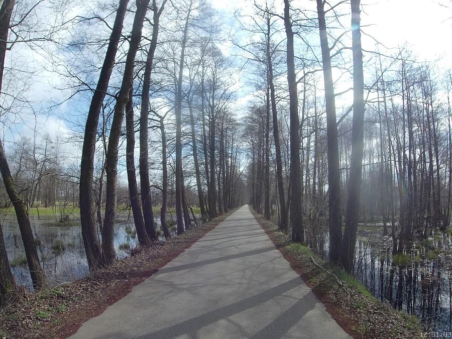 Doga wśród mokradeł