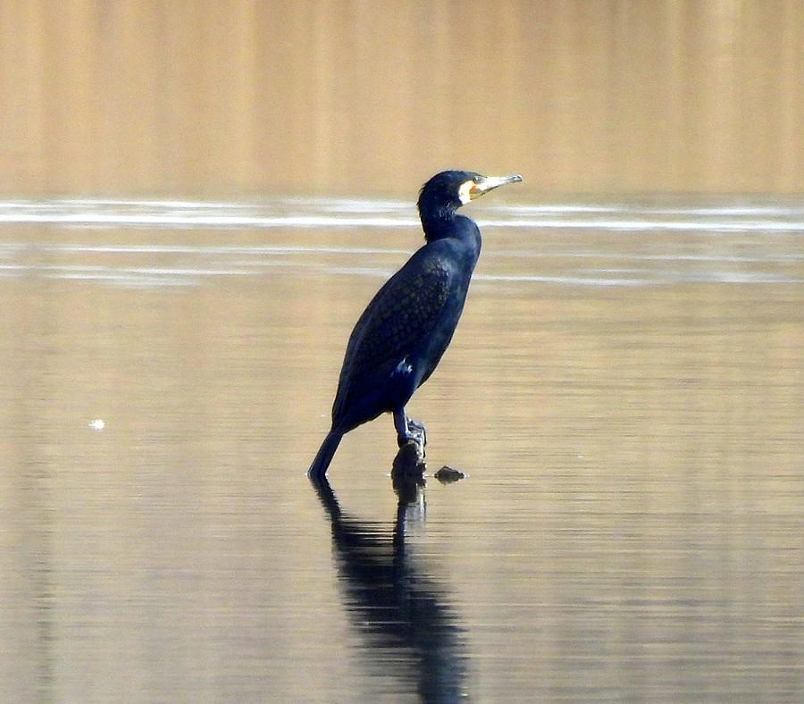 Samotny kormoran