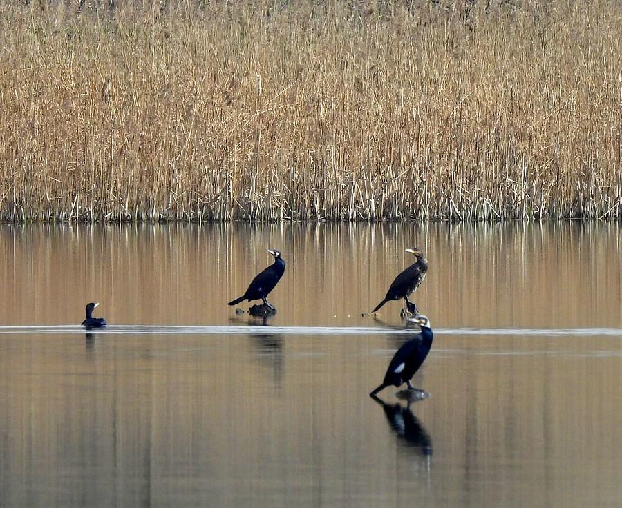 Kolonia kormoranów
