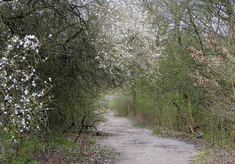 Dębina obroniona! Tu nie będzie 3 metrów betonu!